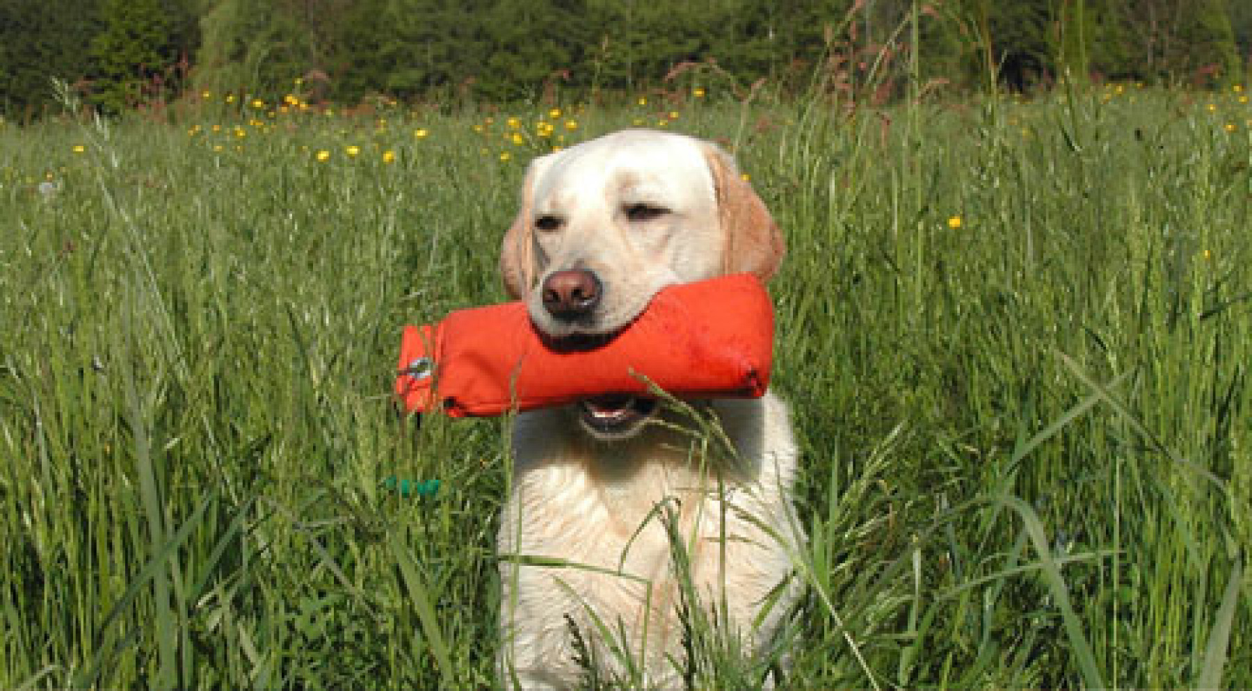 dog-trainer-bishops-stortford.jpg