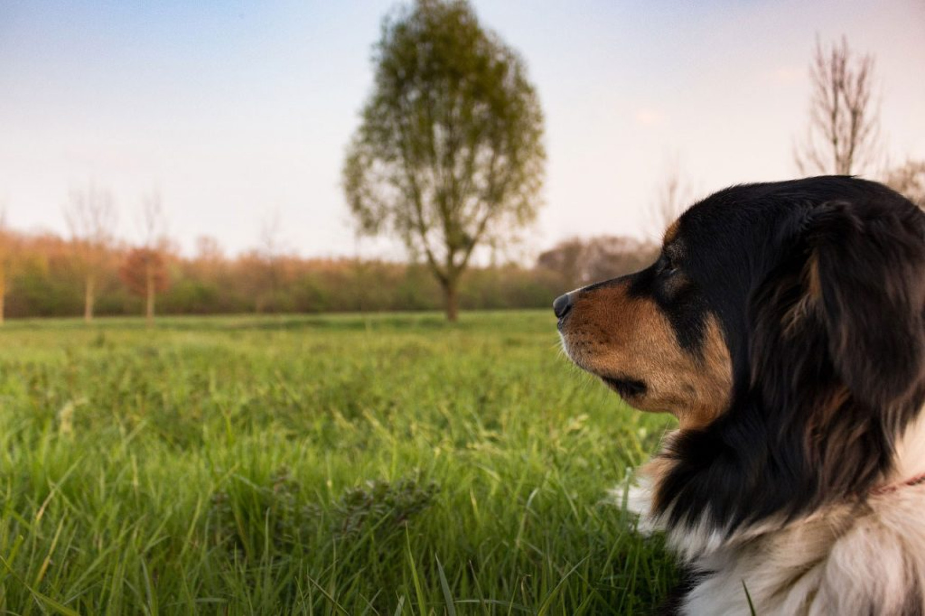 dog-training-bishops-stortford-1024x682.jpg
