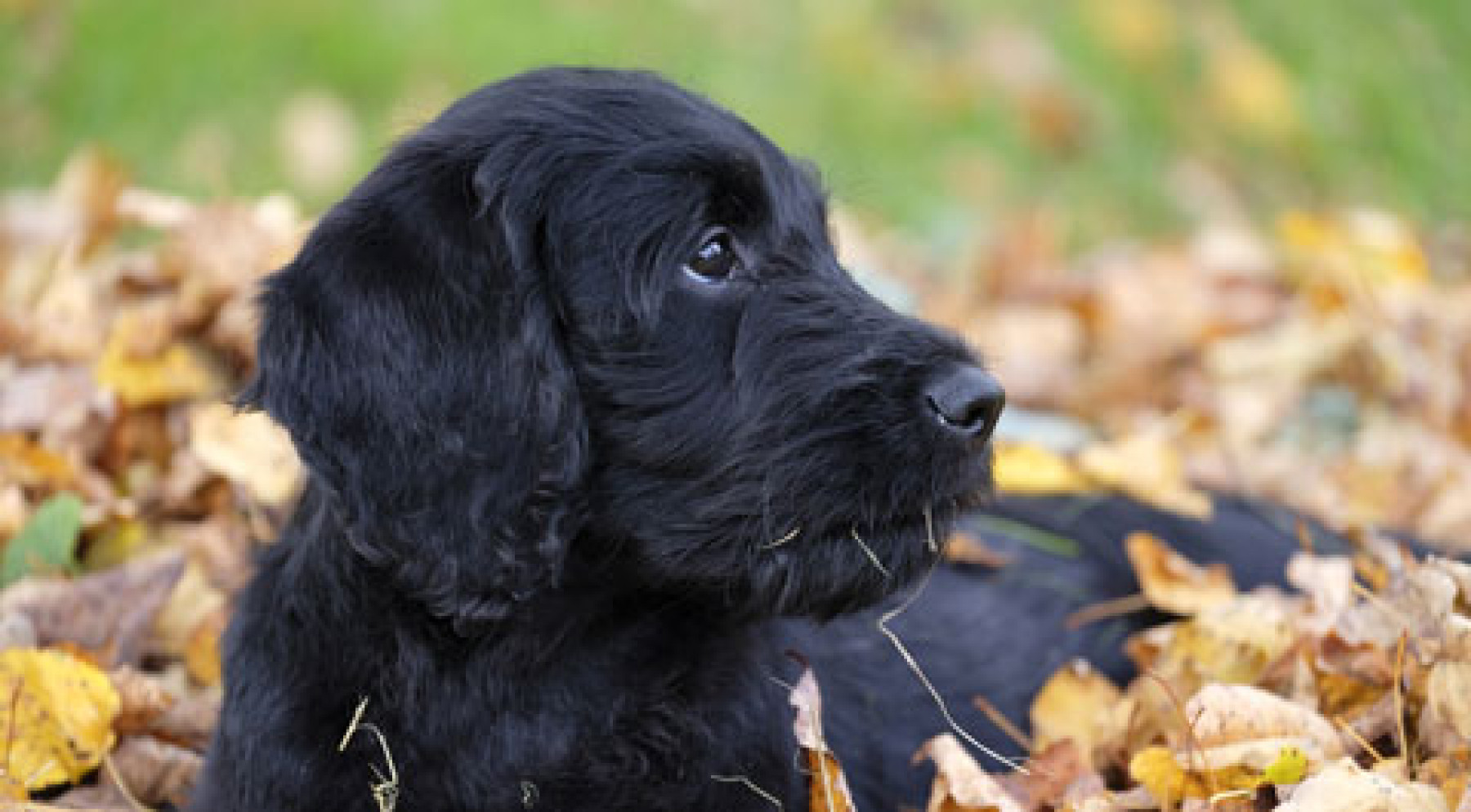puppy-training-bishops-stortford.jpg